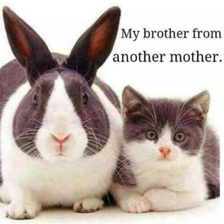 115144-my-brother-from-another-mother